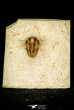 30385 - Top Well Preserved 0.42 Inch Otarion oklahomiensis Devonian Trilobite - Oklahoma USA