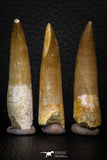 08291 - Great Collection of 3 Elasmosaur (Zarafasaura oceanis) Teeth