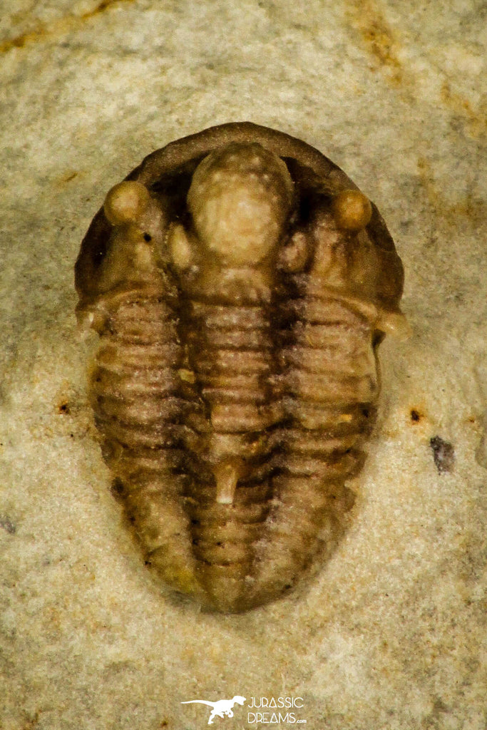 30385 - Top Well Preserved 0.42 Inch Otarion oklahomiensis Devonian Trilobite - Oklahoma USA
