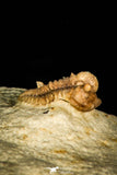 30385 - Top Well Preserved 0.42 Inch Otarion oklahomiensis Devonian Trilobite - Oklahoma USA