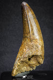 20118 - Top Quality 2.81 Inch Elosuchus sp Crocodile Premaxillary Tooth KemKem Beds