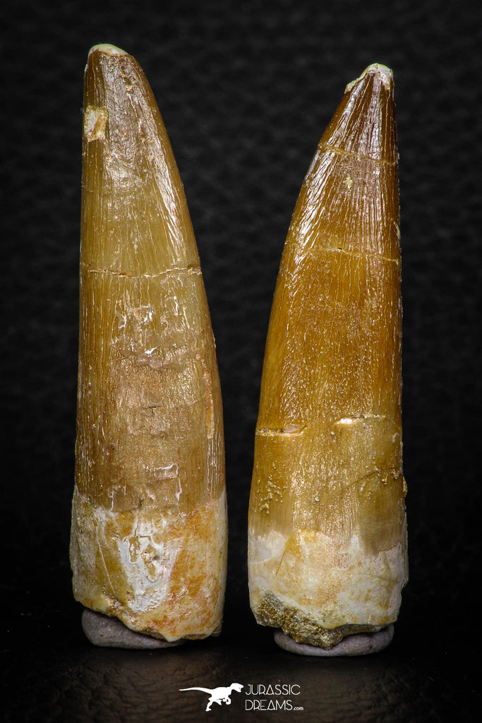 08292 - Great Collection of 2 Elasmosaur (Zarafasaura oceanis) Teeth