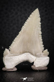 07239 - Finest Quality 1.58 Inch Serrated Palaeocarcharodon orientalis (Pygmy white Shark) Tooth