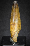 20118 - Top Quality 2.81 Inch Elosuchus sp Crocodile Premaxillary Tooth KemKem Beds