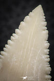 07239 - Finest Quality 1.58 Inch Serrated Palaeocarcharodon orientalis (Pygmy white Shark) Tooth
