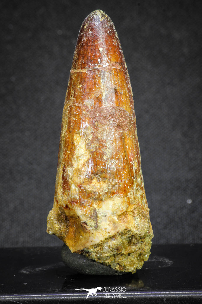 20119 - Top Quality 2.28 Inch Elosuchus sp Crocodile Premaxillary Tooth KemKem Beds