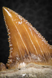 07240 - Top Beautiful 1.09 Inch Serrated Palaeocarcharodon orientalis (Pygmy white Shark) Tooth