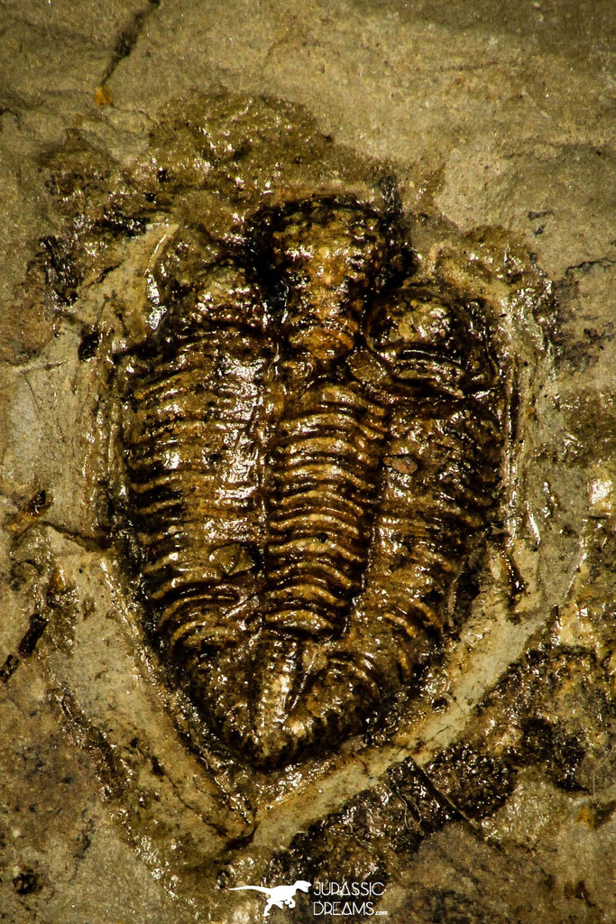 30386 - Top Rare 0.56 Inch Encrinuroides enshiensis Silurian Trilobite - China