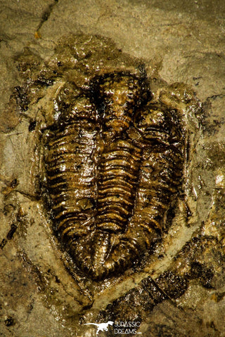 30386 - Top Rare 0.56 Inch Encrinuroides enshiensis Silurian Trilobite - China