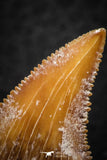 07240 - Top Beautiful 1.09 Inch Serrated Palaeocarcharodon orientalis (Pygmy white Shark) Tooth