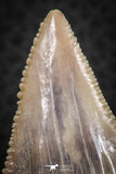 07241 - Strongly Serrated 1.73 Inch Palaeocarcharodon orientalis (Pygmy white Shark) Tooth