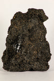 30387 - Top Rare Beetle Preserved in Brea - Pleistocene Tar Pits California