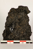 30387 - Top Rare Beetle Preserved in Brea - Pleistocene Tar Pits California