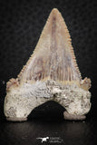 07241 - Strongly Serrated 1.73 Inch Palaeocarcharodon orientalis (Pygmy white Shark) Tooth