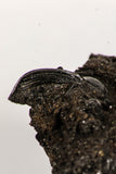 30388 - Top Rare Beetle Preserved in Brea - Pleistocene Tar Pits California