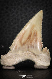 07243 - Finest Quality 1.54 Inch Serrated Palaeocarcharodon orientalis (Pygmy white Shark) Tooth