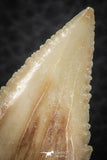 07243 - Finest Quality 1.54 Inch Serrated Palaeocarcharodon orientalis (Pygmy white Shark) Tooth