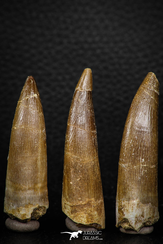 08295 - Great Collection of 3 Elasmosaur (Zarafasaura oceanis) Teeth