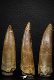08295 - Great Collection of 3 Elasmosaur (Zarafasaura oceanis) Teeth