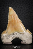 07244 - Nicely Serrated 1.55 Inch Palaeocarcharodon orientalis (Pygmy white Shark) Tooth