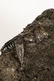 30389 - Top Rare Grasshopper Preserved in Brea - Pleistocene Tar Pits California
