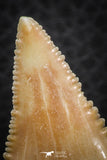 07244 - Nicely Serrated 1.55 Inch Palaeocarcharodon orientalis (Pygmy white Shark) Tooth