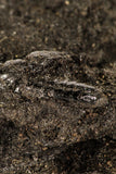 30389 - Top Rare Grasshopper Preserved in Brea - Pleistocene Tar Pits California