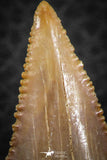 07245 - Nicely Serrated 1.70 Inch Palaeocarcharodon orientalis (Pygmy white Shark) Tooth