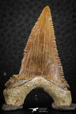 07245 - Nicely Serrated 1.70 Inch Palaeocarcharodon orientalis (Pygmy white Shark) Tooth