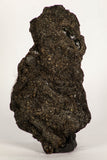 30390 - Top Rare Beetle Preserved in Brea - Pleistocene Tar Pits California