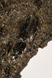 30390 - Top Rare Beetle Preserved in Brea - Pleistocene Tar Pits California