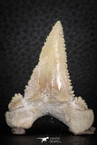07246 - Strongly Serrated 1.77 Inch Palaeocarcharodon orientalis (Pygmy white Shark) Tooth