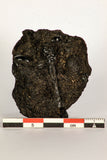 30391 - Top Rare Association 2 Beetles + Dragon-Fly Preserved in Brea - Pleistocene Tar Pits California