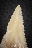07246 - Strongly Serrated 1.77 Inch Palaeocarcharodon orientalis (Pygmy white Shark) Tooth