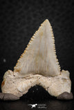 07247 - Nicely Serrated 1.34 Inch Palaeocarcharodon orientalis (Pygmy white Shark) Tooth