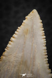 07247 - Nicely Serrated 1.34 Inch Palaeocarcharodon orientalis (Pygmy white Shark) Tooth