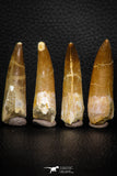 08297 - Great Collection of 4 Elasmosaur (Zarafasaura oceanis) Teeth
