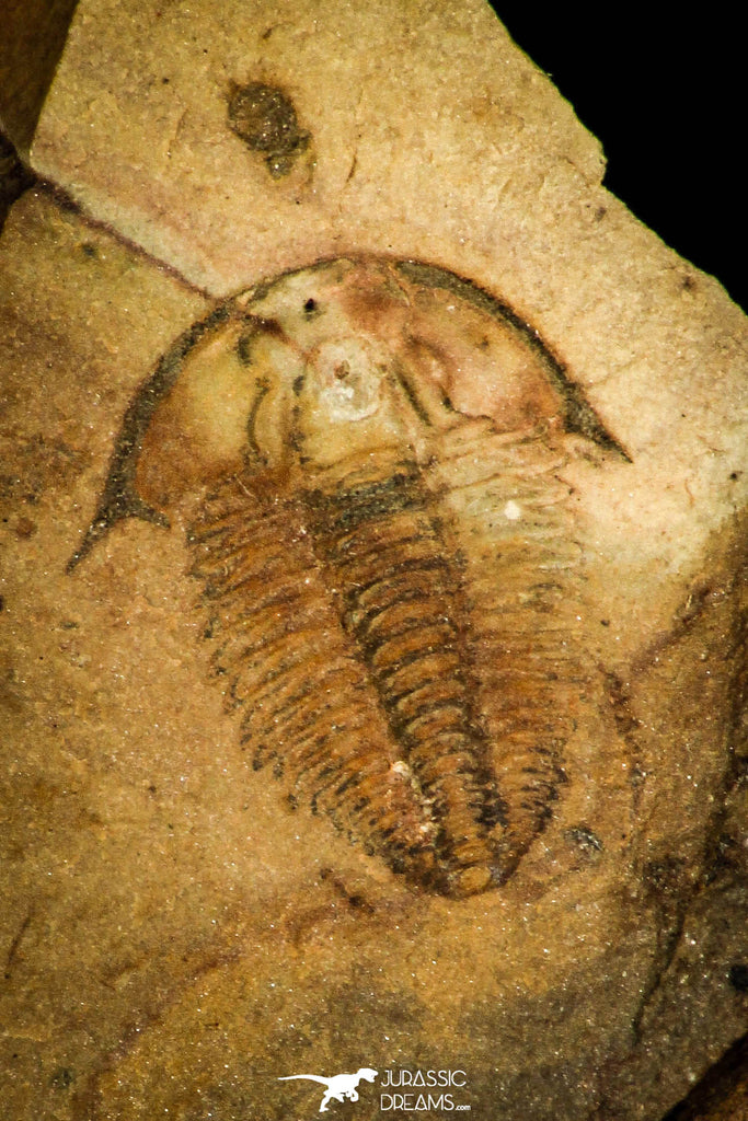 30392 - Top Rare 0.46 Inch Alokistocare piochensis Middle Cambrian Trilobite - USA