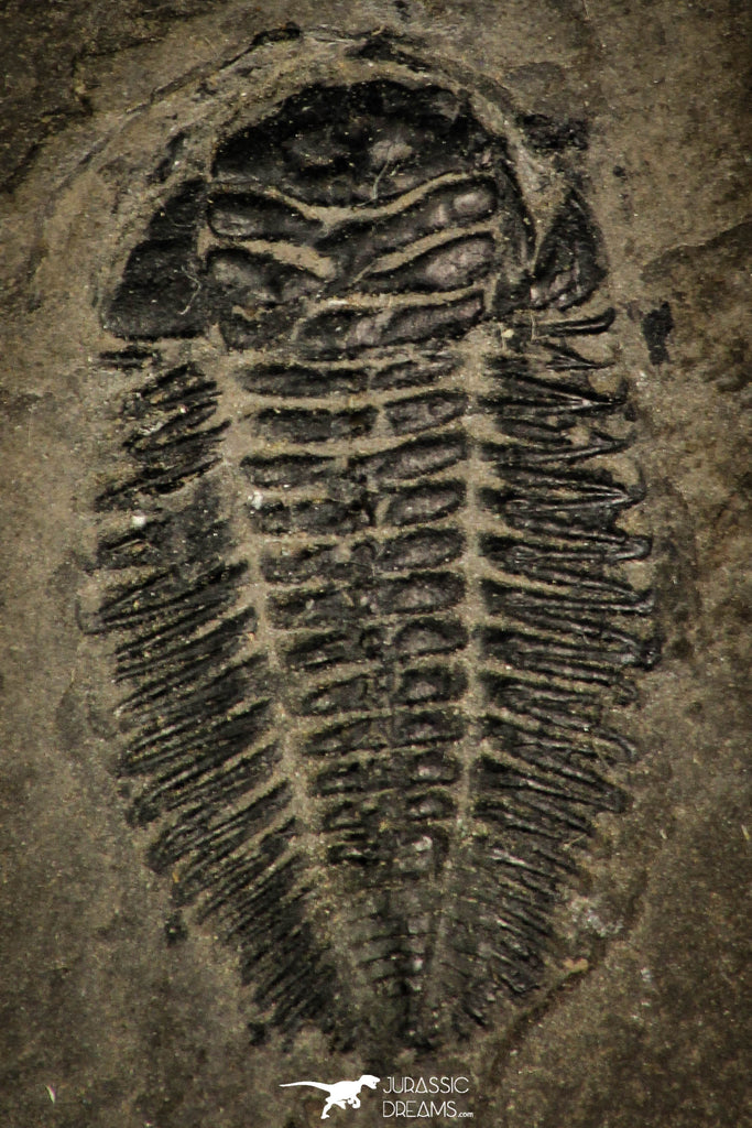 30393 - Rare 0.80 Inch Bathynotus kueichouensis Early Cambrian Trilobite - China