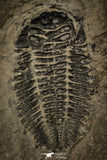 30393 - Rare 0.80 Inch Bathynotus kueichouensis Early Cambrian Trilobite - China