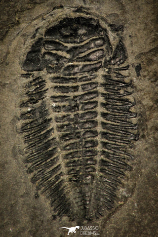 30393 - Rare 0.80 Inch Bathynotus kueichouensis Early Cambrian Trilobite - China