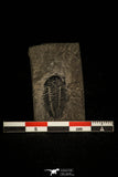 30393 - Rare 0.80 Inch Bathynotus kueichouensis Early Cambrian Trilobite - China