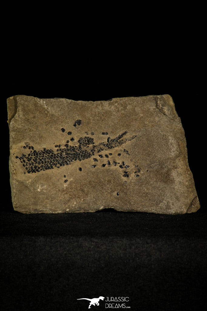 30395 - Top Rare Devonian Lobed-Fin Fish (Osteolepis panderi) - Scotland