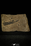 30395 - Top Rare Devonian Lobed-Fin Fish (Osteolepis panderi) - Scotland