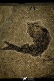 30396 - Extremely Rare Ganolepis gacilis Palaeoniscid Paleozoic Fossil Fish Carboniferous