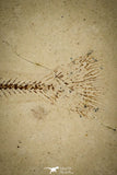 30398 - Well Preserved 1.58 Inch Fossil Fish Fundulus nevadensis Pliocene - Nevada