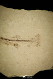 30398 - Well Preserved 1.58 Inch Fossil Fish Fundulus nevadensis Pliocene - Nevada