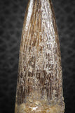 07265 - Top Beautiful 2.04 Inch Partially Rooted Elasmosaur (Zarafasaura oceanis) Tooth