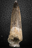 07265 - Top Beautiful 2.04 Inch Partially Rooted Elasmosaur (Zarafasaura oceanis) Tooth