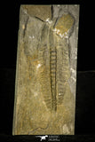 30408 - Top Rare 4.24 Inch Angelina sedgwickii Lower Ordovician Trilobite - Wales
